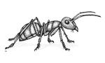 Ant