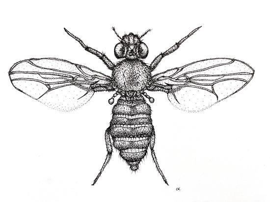 Drosophila