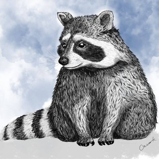 Raccoon